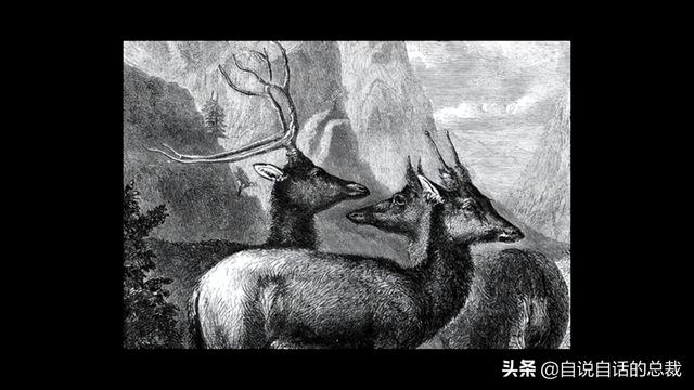 鹿血酒多少钱一瓶，鹿血酒一瓶500ml要多少钱（这是人们认为它是仙兽真正的原因）