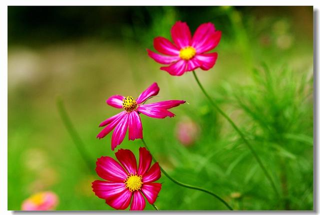 格桑花的花语和意思，爱与吉祥——格桑花