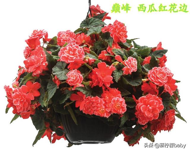 蕾丝边是什么意思，蕾丝边浪漫百分百蕾丝边是什么意思（蕾丝边的海棠花你见过吗）