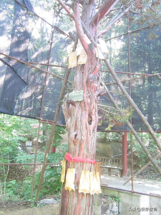 东北红豆杉的栽培及其价值，东北红豆杉的生长环境（“重症监护”中的古树）