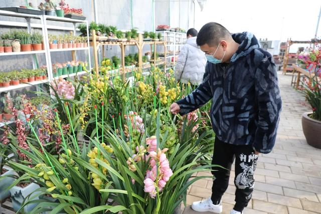 澳洲杉,新年的仪式感从逛花市开始(澳洲杉怎么修剪) 澳洲杉,新年的仪式感从逛花市开始(澳洲杉怎么修剪)