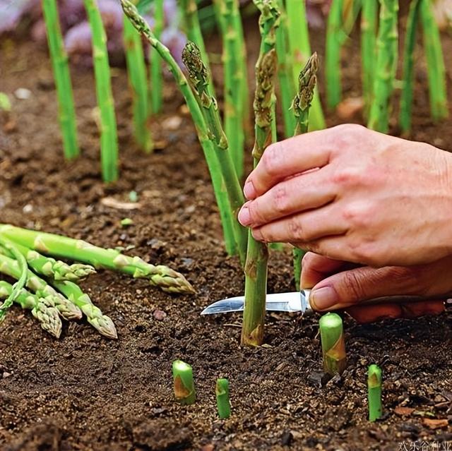 叶菜类蔬菜有哪些，叶菜类蔬菜有100种（半月长成“小菜园”）