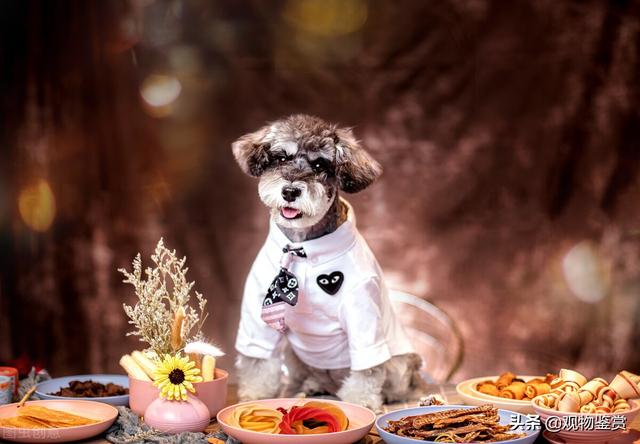 狗为什么不能吃巧克力，狗为何不能吃巧克力（为什么小狗不能吃巧克力）