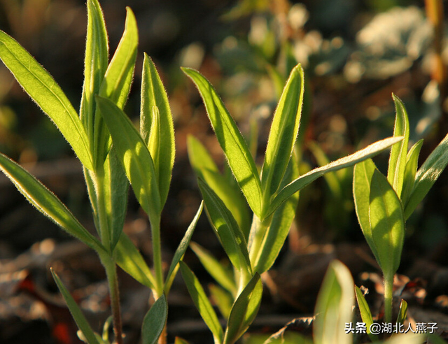 春天能吃的野菜大全，春天都有哪些野菜可以吃（送你63种野菜大图鉴）