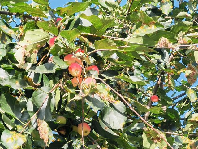 沙果饮品的做法，沙果饮品的做法和配料（沙果——割不断的乡愁之五）