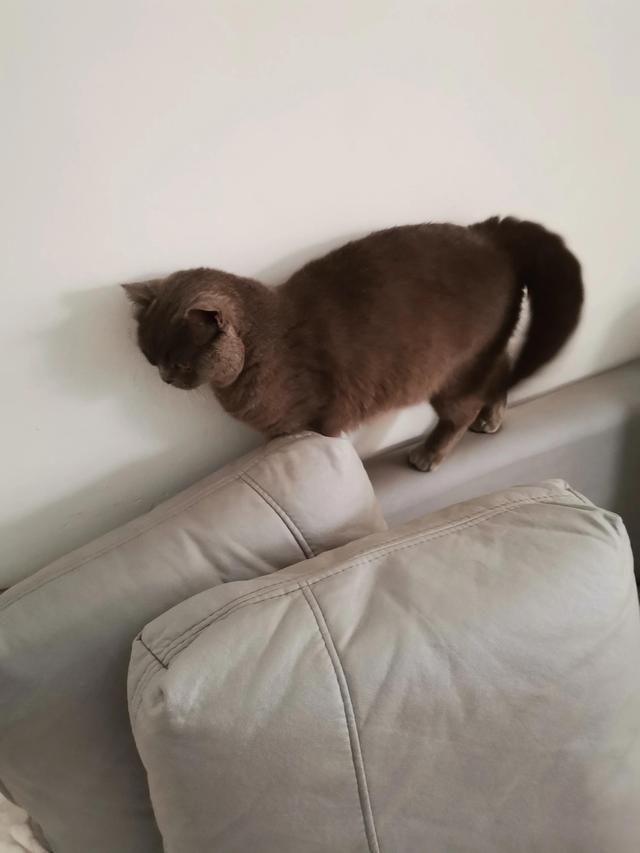 小灰灰可爱图片，好可爱的小灰灰，微信头像（我的动物朋友一一小灰灰）