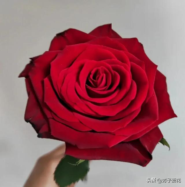 紫玫瑰代表什么，紫色玫瑰代表什么意思（各不相同的红色——十五种经典的红玫瑰）