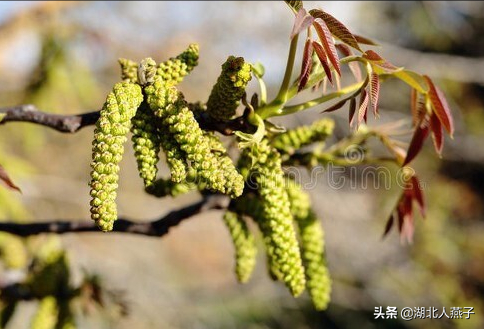 农村100种野菜图片，农村100种常见野菜（让你轻松认识各种野菜和吃法）