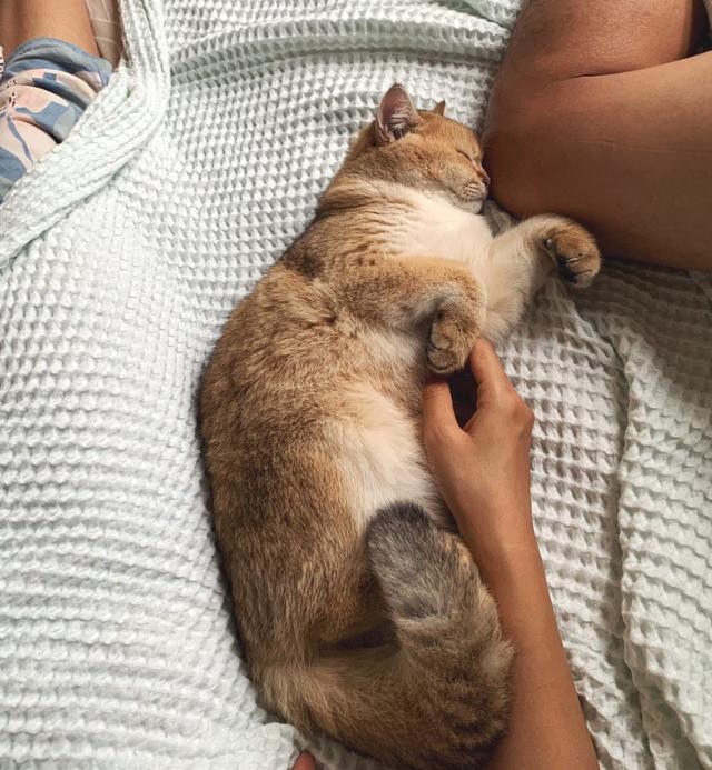 为什么猫咪能躺着睡觉，为什么猫咪能躺着睡觉也喜欢折手（暴露了你对它的重要性）
