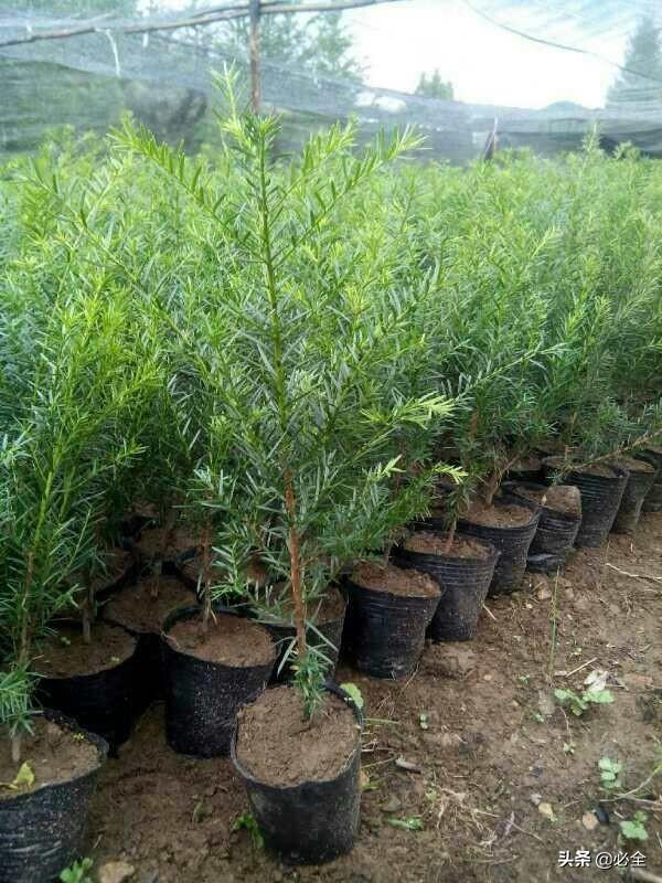 蓝花楹报价,常见的高端苗木品种有哪些 - 玉三网