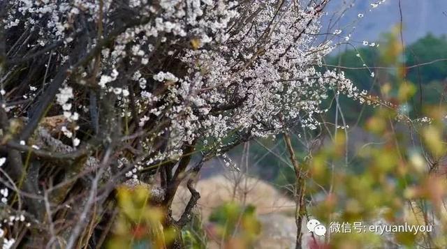 云南花海旅行记，春天，来云南与七彩花海相遇