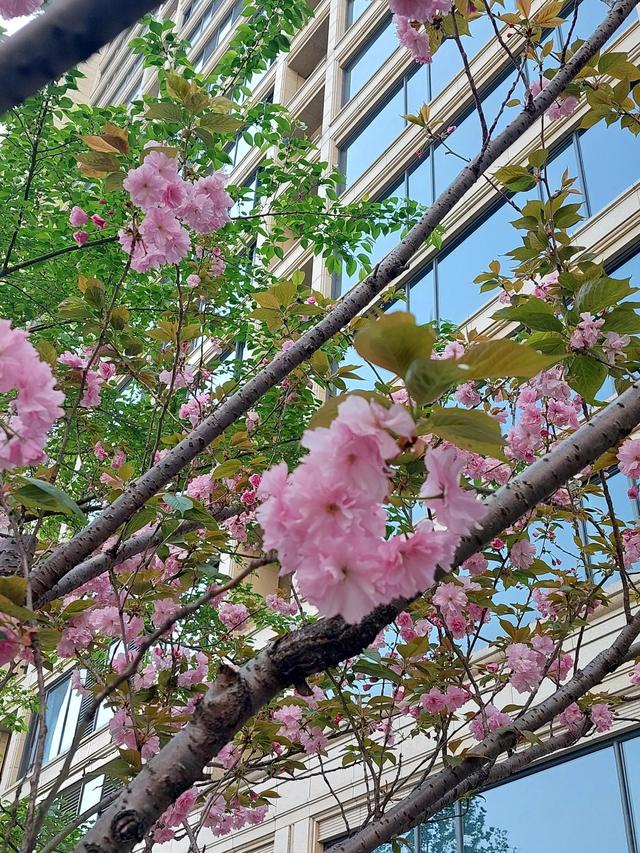 笑颜如花笑靥如花什么意思，笑靥如花什么意思（门当户对的爱情）