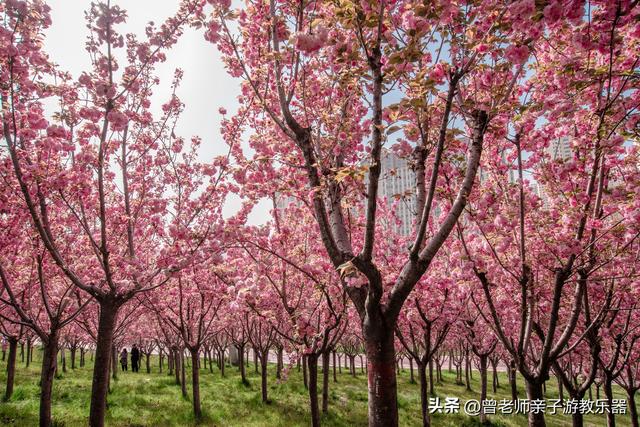 附近看花的地方，深圳最适合去赏花的地方（2023西安及周边赏樱花的地点大全）