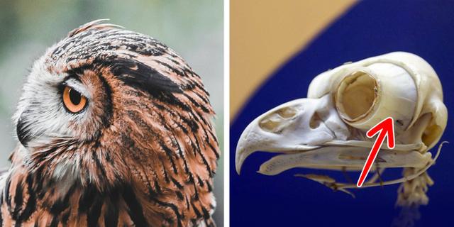 有趣的冷知识有哪些，有趣冷知识百科大全（10个有趣的冷知识）