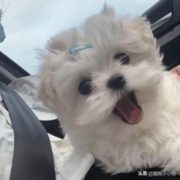 狗狗教什么意思，狗狗教是什么意思（圣火“喵喵教”PK光明“狗狗教”）