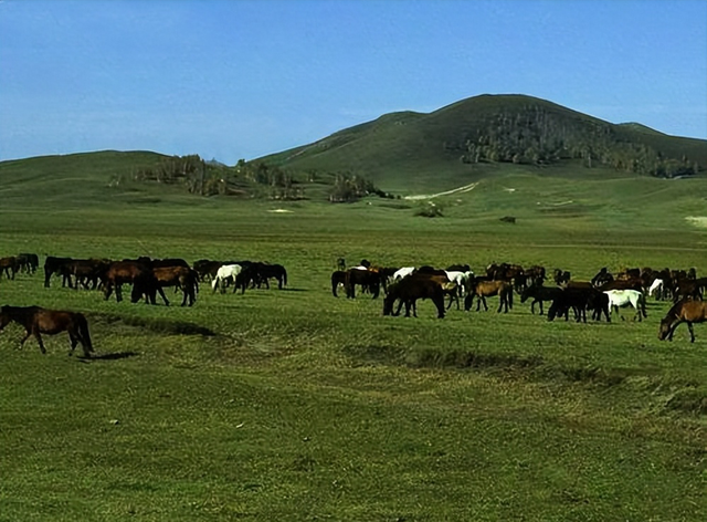 法国为什么叫高卢雄鸡，法国叫高卢鸡英国叫什么（高卢雄鸡和潘帕斯雄鹰）