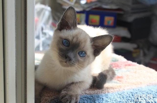 猫中之王是什么品种，十大最漂亮的猫（暹罗猫：堪称最忠诚的猫）