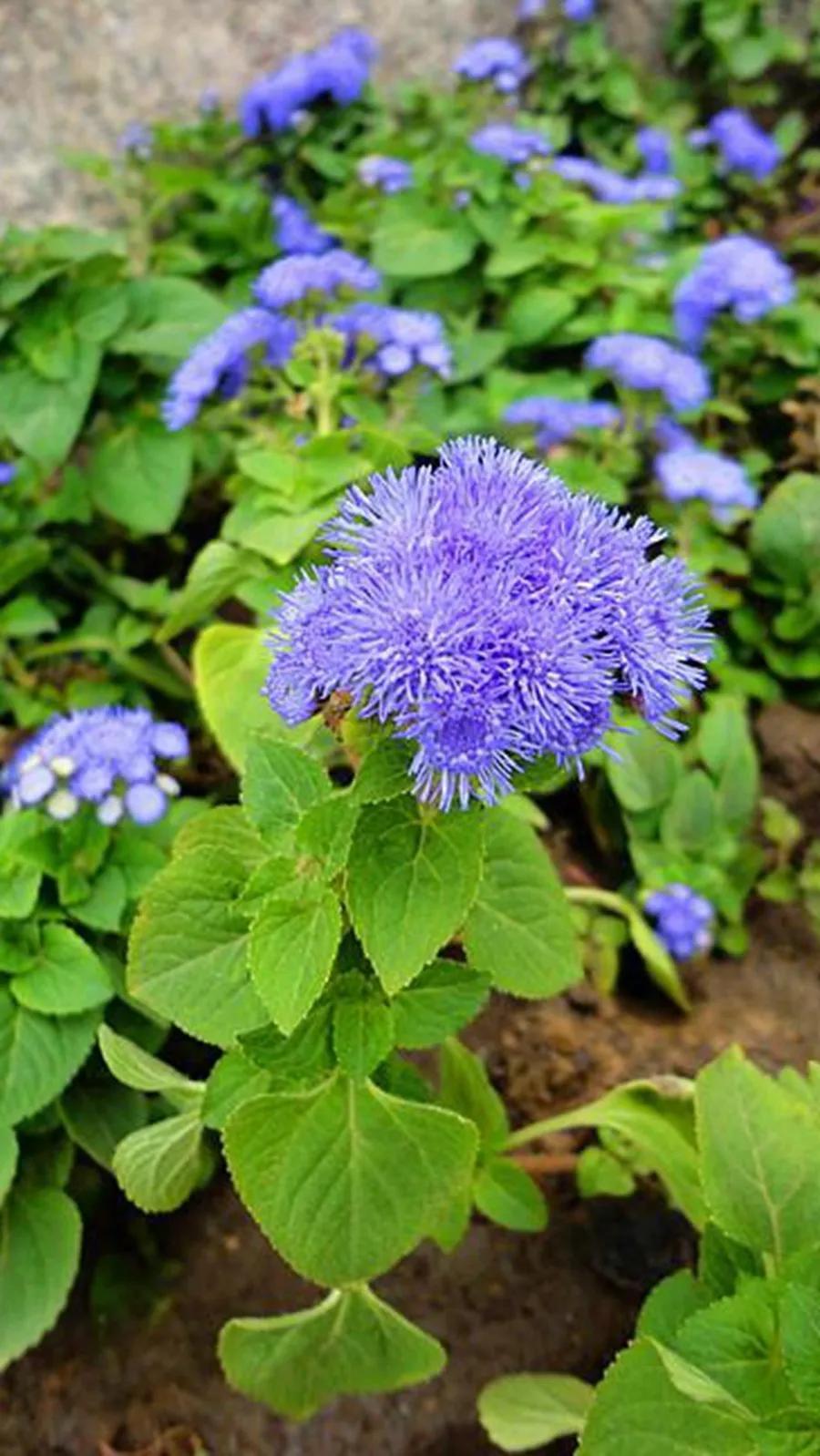 测自己的生辰花守护花,藿香蓟——花开有时(9)-八字-荣耀易学