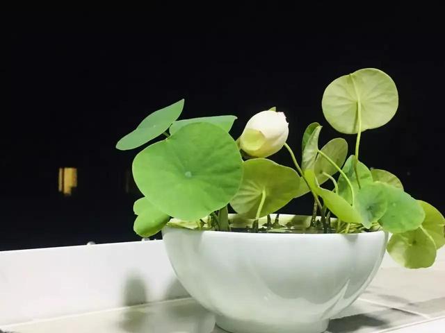 无事献殷勤什么意思，无事献殷勤不是什么就是什么（无事献殷勤，非奸即盗）