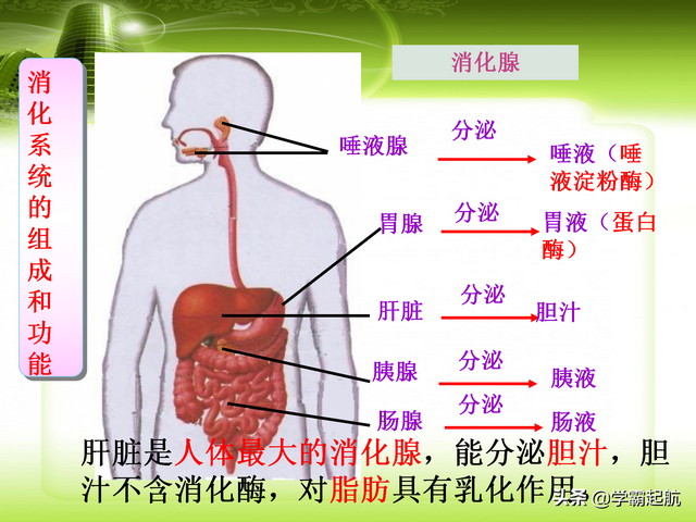 人体八大系统顺口溜，人体九大系统的顺口溜（期末必考考点——人体的八大系统）