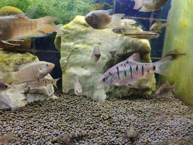 冷水鱼包含哪些营养，冷水鱼包含哪些营养素（小型观赏鱼最好的食物）