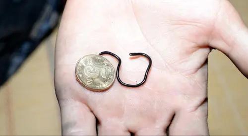 蛇是脊椎动物吗，蛇属于脊椎动物吗（为何我们很少看到蛇的尸体）