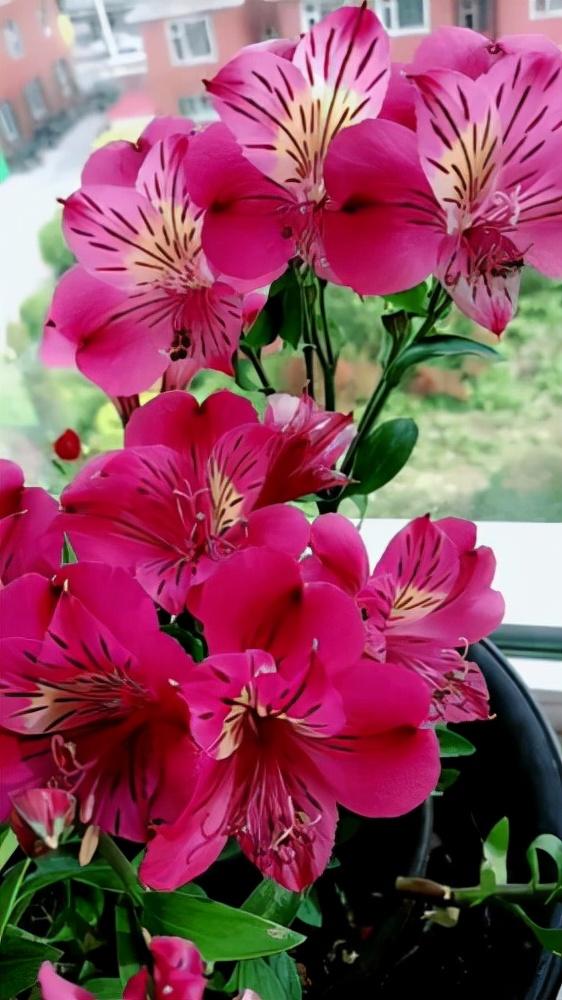 花，花好月圆人长久（72种鲜花欣赏图片）