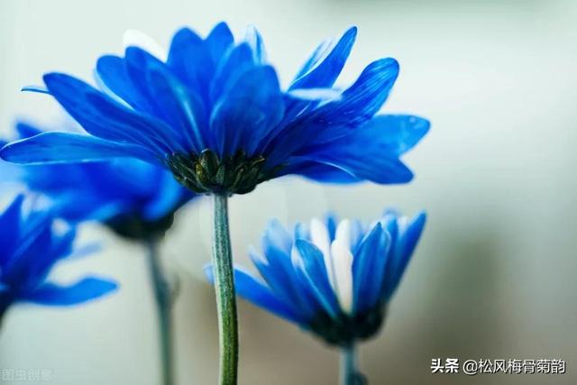蓝色风信子花语，蓝色风信子花语是什么（分享蓝色的花）
