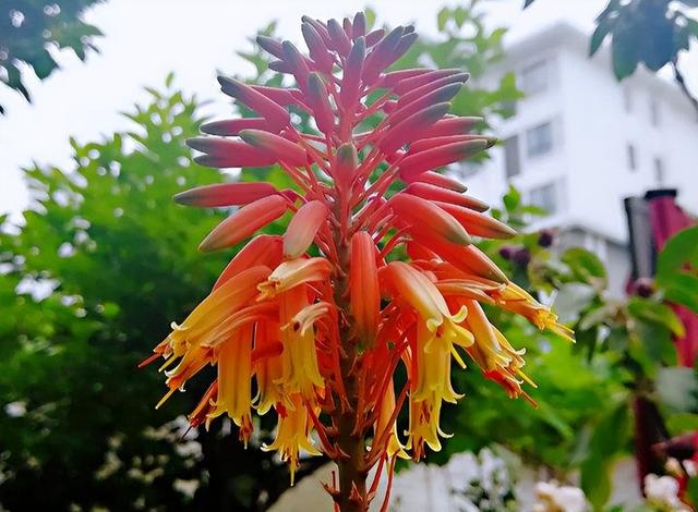 寓意吉祥的植物，寓意吉祥的植物图片（开花多有“好事到”）