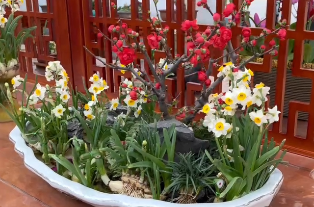 厦门大明湖春节有什么好玩的地方，厦门大明湖畔：水仙绽放贺春来