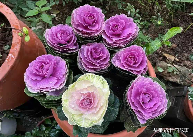 耐寒的花卉有哪些，耐寒好养的花卉有哪些（下雪天也能变美开花）