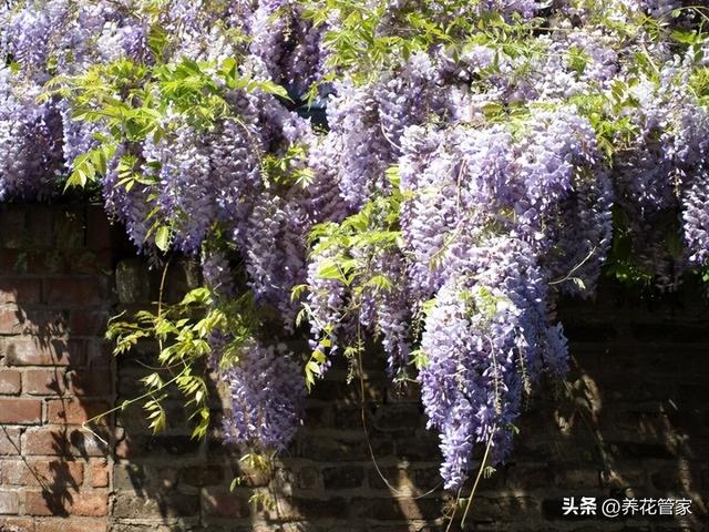 爬藤植物有哪些，攀爬的植物有哪些名字（五种最美的爬藤花）