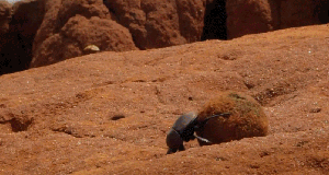 屎壳郎学名，屎壳郎学名叫什么拼音（屎壳郎也会“挑屎”）