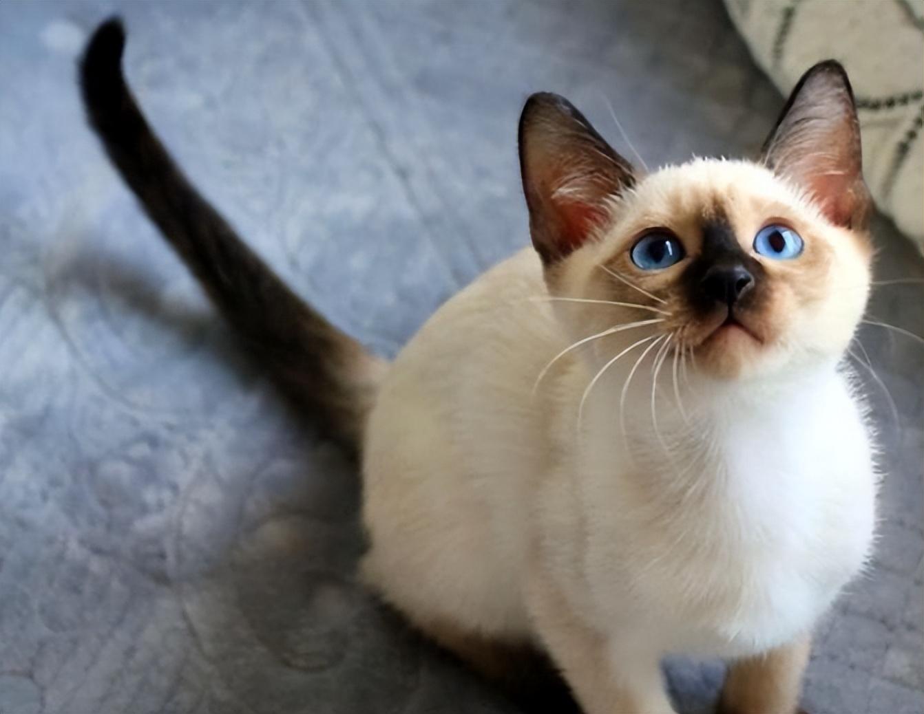 是可以带出去溜达的猫咪,完全不用担心它会有应激反应,养暹罗猫还能