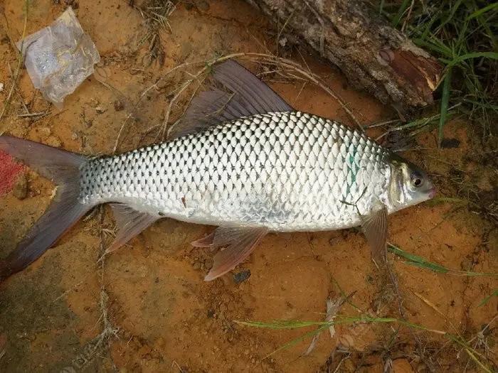 土鲮鱼价格多少钱一斤，鲮鱼图片大全（曾经没人吃的廉价鱼）