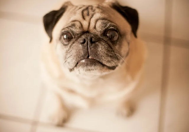 哪种狗狗比较好养，哪种狗狗好养（国内7大最好养的狗）