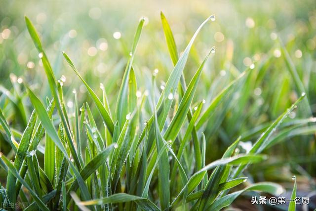 秋季吃什么菜好，秋季吃什么菜好呀（建议少吃猪肉和鱼肉）