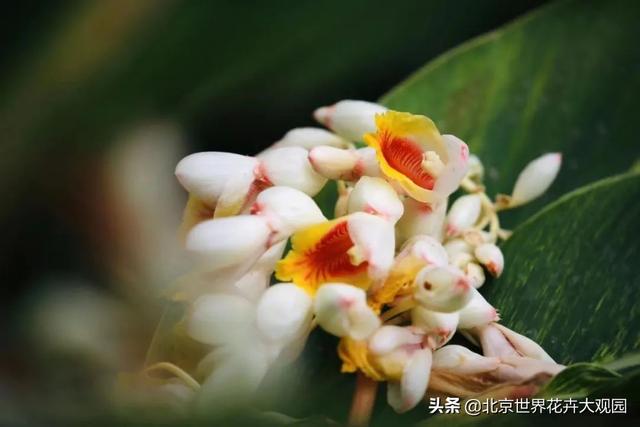 豆蔻年华是形容女生还是男生，豆蔻年华是指女生还是男生（小花仙植物故事会之“豆蔻年华”）