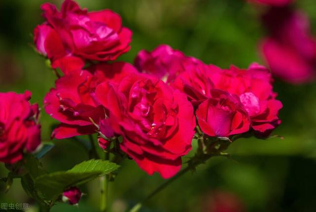 玫瑰百合花束代表什么，玫瑰百合的寓意和象征（玫瑰花和百合花象征着什么）