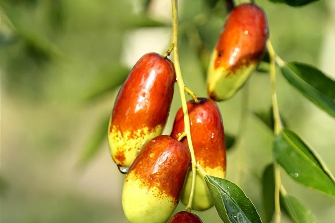 灵武长枣为宁夏灵武市特产,果实长椭圆形,肉质致密酥脆.