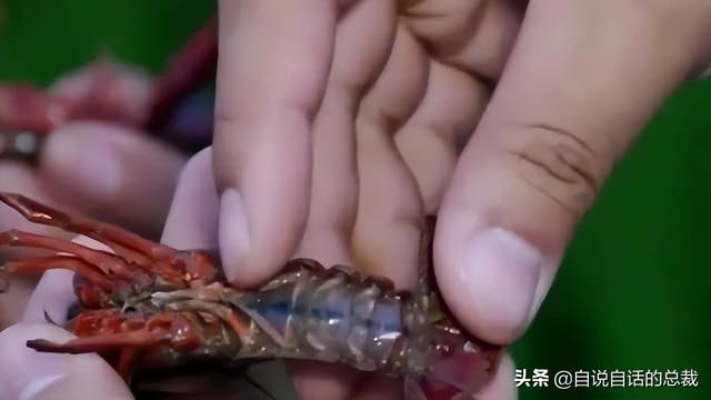 小龙虾属于海鲜类吗，小龙虾是海鲜吗（龙虾：从小龙虾到大花龙）