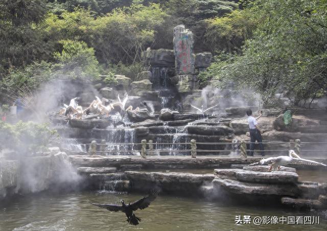四川碧峰峡：孔雀开屏引客来