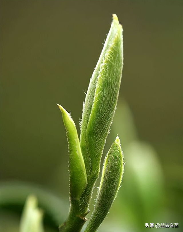 云华是什么意思，茶的10大雅称