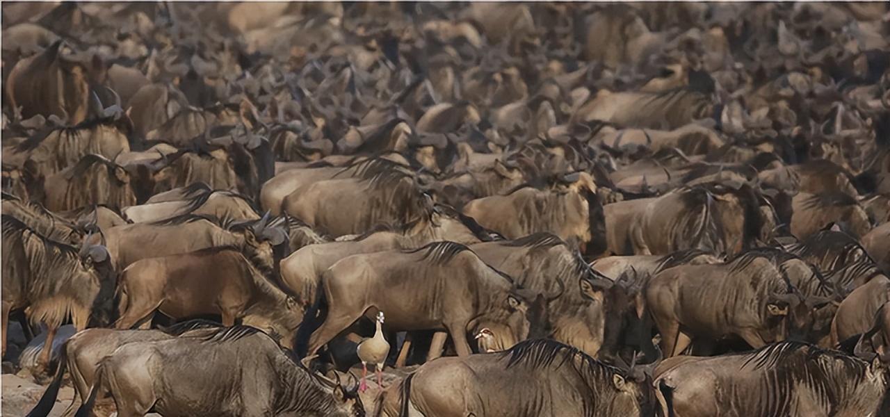 角马是马还是牛，角马是什么科（角马的社交和繁殖竟如此奇特）
