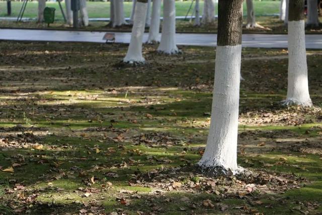苏州旅游攻略，苏州旅游攻略必去景点推荐一日游（这10种玩法不可错过）
