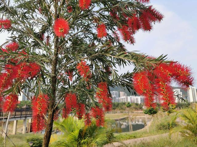 冬天有什么花开放，冬季开花的花卉有哪些（8种“稀罕花”）