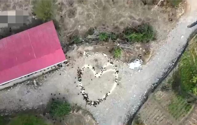 梦见好多鸡蛋捡鸡蛋是什么意思，梦见捡好多鸡蛋什么意思（湖南男子承包1200亩荒山）