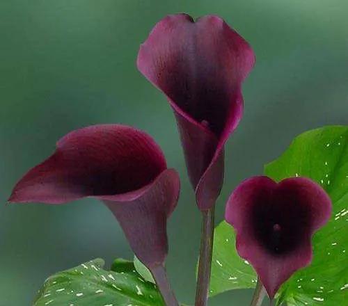 看望病人买什么鲜花，适合送病人的鲜花有哪几种（哪些花代表健康、平安、幸福）