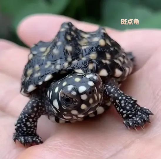 如何喂养地图龟，乌龟地图怎么养（便宜又能提高饲养技能的）