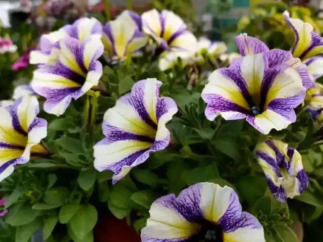 花的种类及花语，花的种类及各自花语（常见植物图鉴，出门识花不求人）